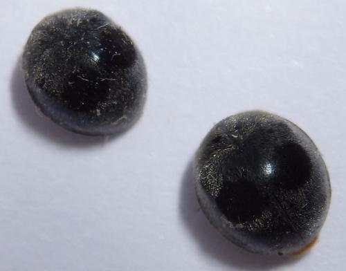 Azya luteipes